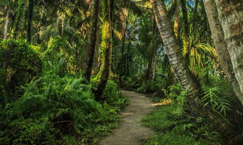 Off the Beaten Path: The Trails of Ritidian Beach