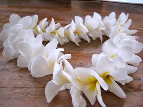 How to Make a Fresh Plumeria Lei on Guam (in Under 15 Minutes!)